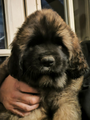 Chiot collier violet